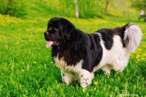 35 Guard Dog Breeds You Should Avoid