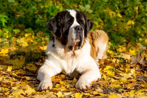 35 Guard Dog Breeds You Should Avoid
