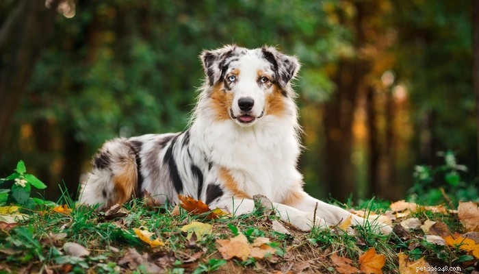 35 Guard Dog Breeds You Should Avoid
