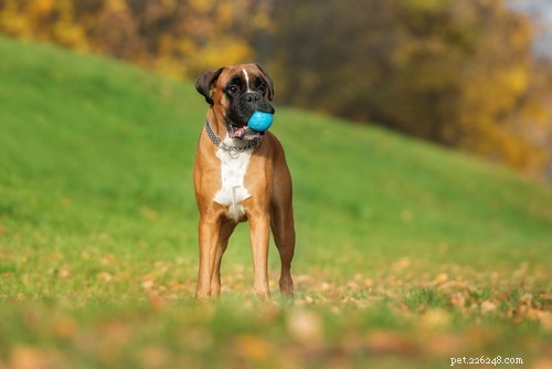 35 Guard Dog Breeds You Should Avoid