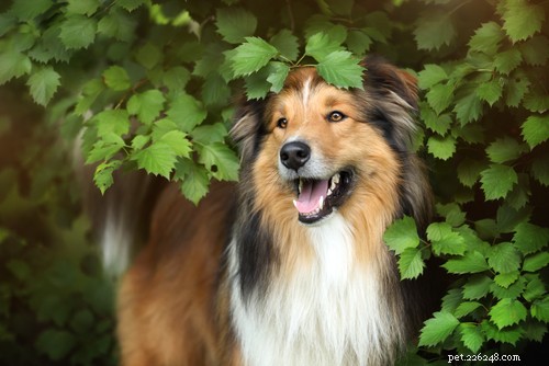 35 Guard Dog Breeds You Should Avoid
