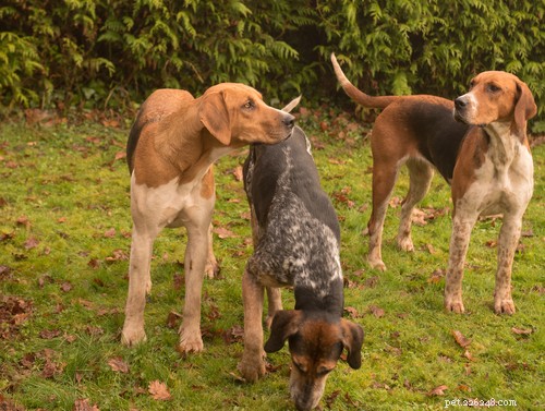 35 Guard Dog Breeds You Should Avoid