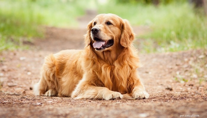 35 Guard Dog Breeds You Should Avoid