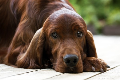 35 Guard Dog Breeds You Should Avoid
