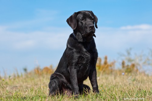 35 Guard Dog Breeds You Should Avoid