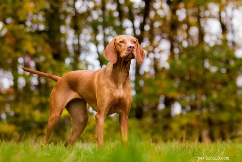 35 Guard Dog Breeds You Should Avoid