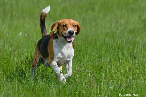 35 Guard Dog Breeds You Should Avoid