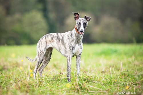 35 Guard Dog Breeds You Should Avoid