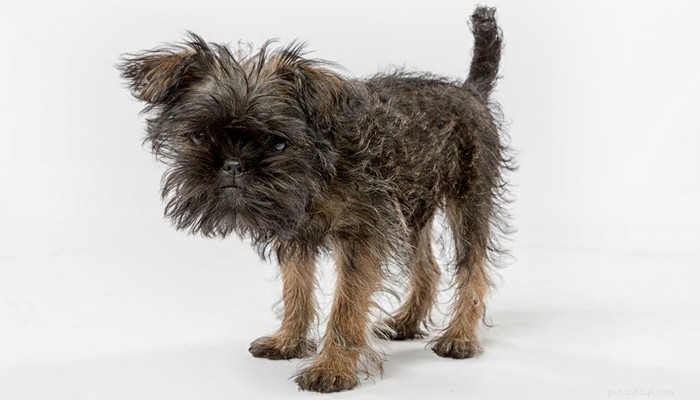 35 Guard Dog Breeds You Should Avoid