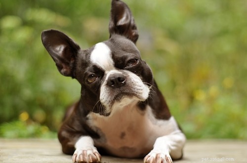 35 Guard Dog Breeds You Should Avoid