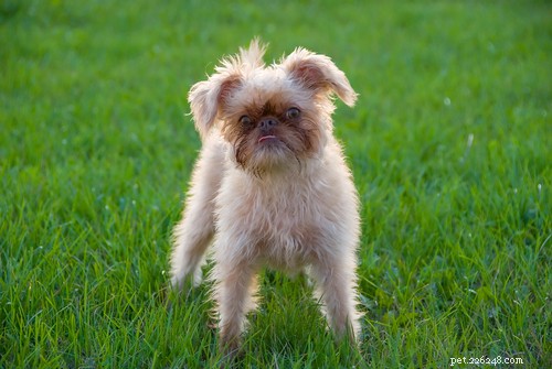 35 Guard Dog Breeds You Should Avoid