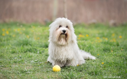 35 Guard Dog Breeds You Should Avoid
