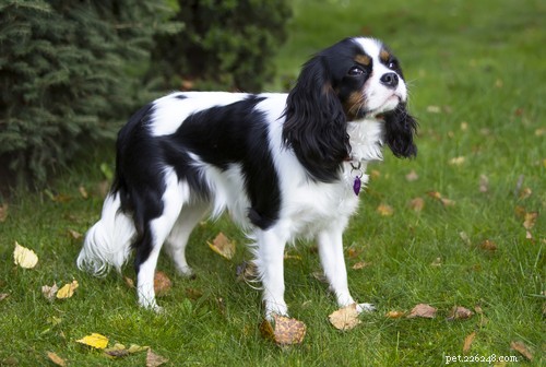 35 Guard Dog Breeds You Should Avoid
