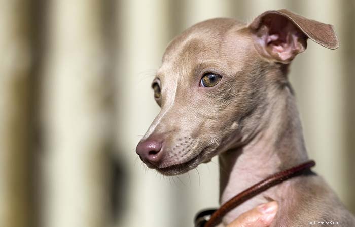35 Guard Dog Breeds You Should Avoid