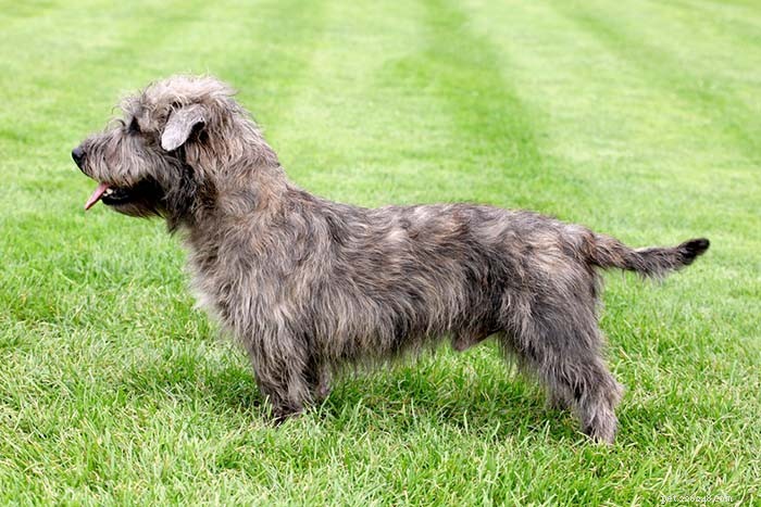 35 Guard Dog Breeds You Should Avoid