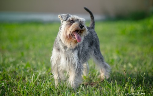 35 Guard Dog Breeds You Should Avoid