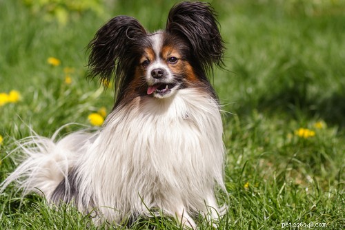 35 Guard Dog Breeds You Should Avoid