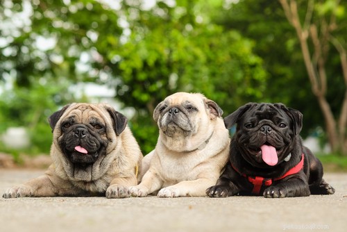 35 Guard Dog Breeds You Should Avoid