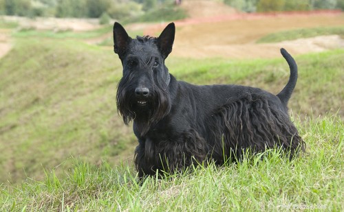 35 Guard Dog Breeds You Should Avoid