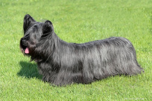 35 Guard Dog Breeds You Should Avoid