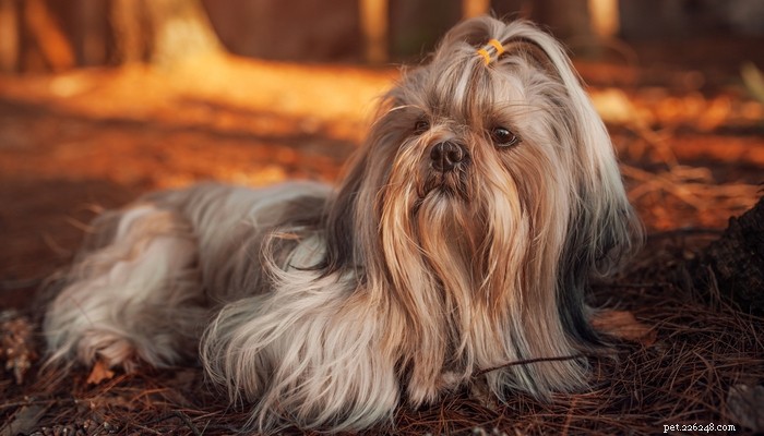 35 Guard Dog Breeds You Should Avoid