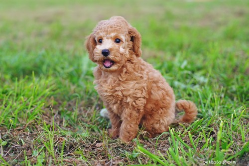 35 Guard Dog Breeds You Should Avoid