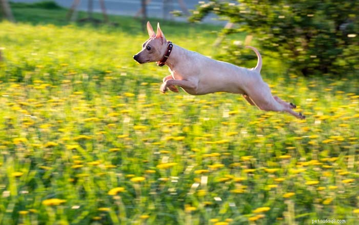 20 Iconic American Dog Breeds: Heritage & Popularity