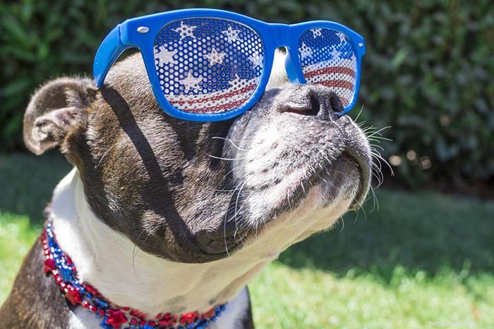 20 Iconic American Dog Breeds: Heritage & Popularity