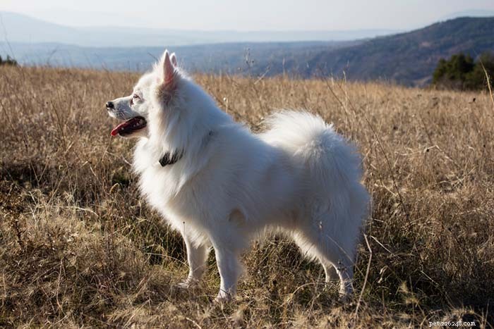 20 Iconic American Dog Breeds: Heritage & Popularity