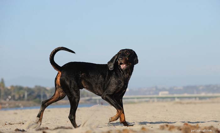20 Iconic American Dog Breeds: Heritage & Popularity
