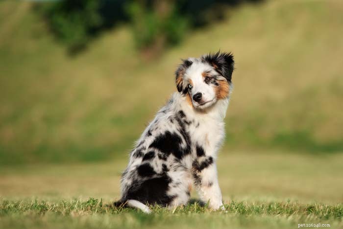 20 Iconic American Dog Breeds: Heritage & Popularity