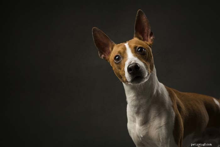 20 Iconic American Dog Breeds: Heritage & Popularity