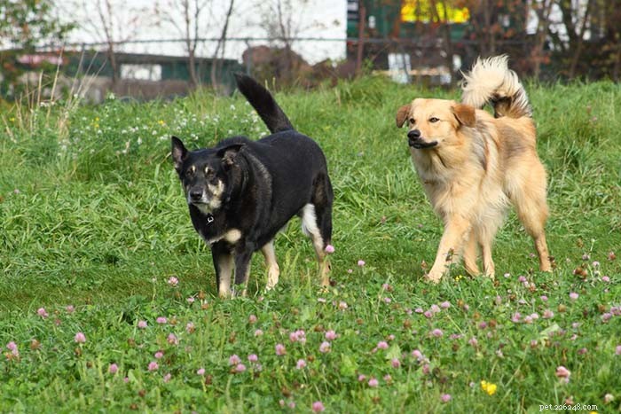 20 Iconic American Dog Breeds: Heritage & Popularity