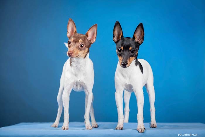 20 Iconic American Dog Breeds: Heritage & Popularity