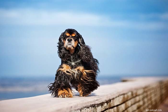 20 Iconic American Dog Breeds: Heritage & Popularity