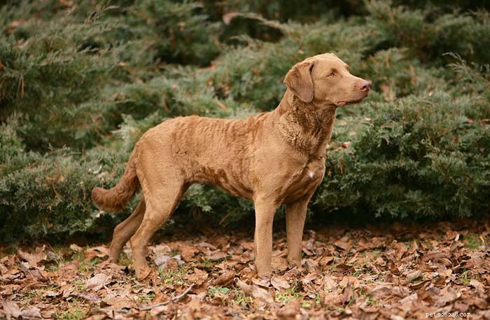 20 Iconic American Dog Breeds: Heritage & Popularity