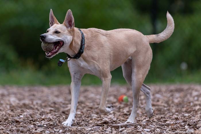20 Iconic American Dog Breeds: Heritage & Popularity