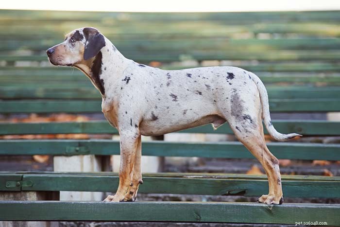 20 Iconic American Dog Breeds: Heritage & Popularity