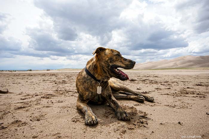 20 Iconic American Dog Breeds: Heritage & Popularity
