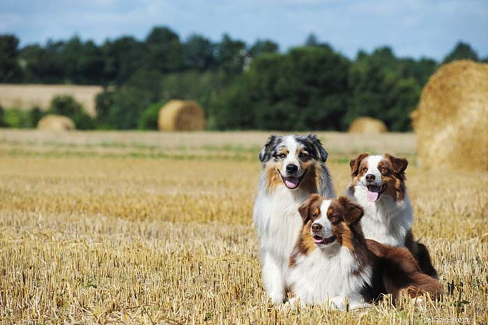 20 Iconic American Dog Breeds: Heritage & Popularity