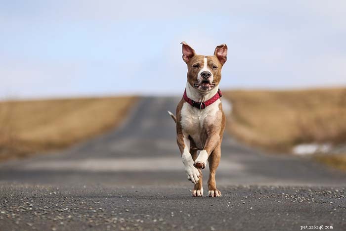 20 Iconic American Dog Breeds: Heritage & Popularity