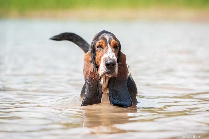 20 Dog Breeds Least Comfortable in Water: Why They Struggle