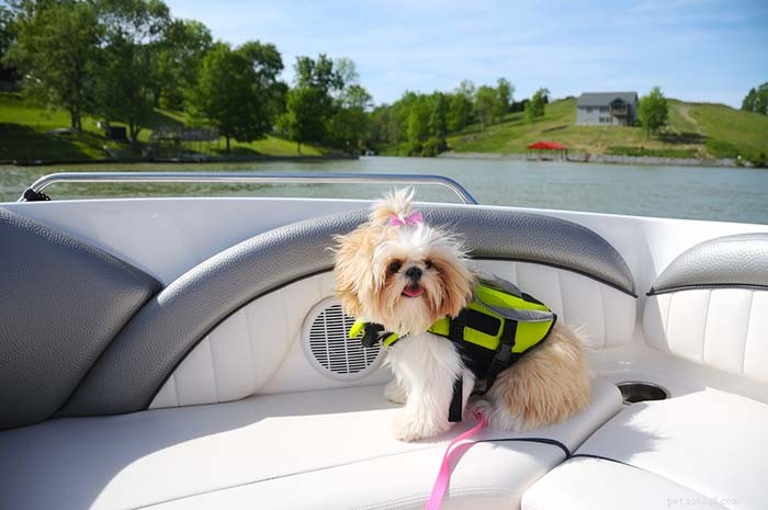 20 Dog Breeds Least Comfortable in Water: Why They Struggle
