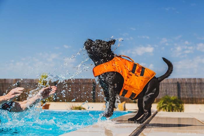 20 Dog Breeds Least Comfortable in Water: Why They Struggle