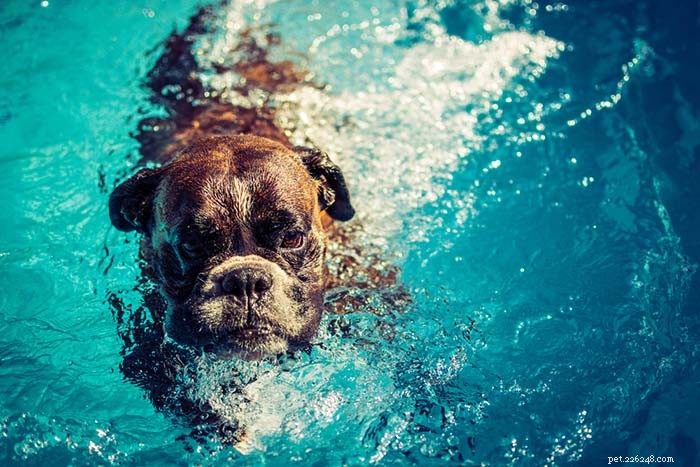 20 Dog Breeds Least Comfortable in Water: Why They Struggle
