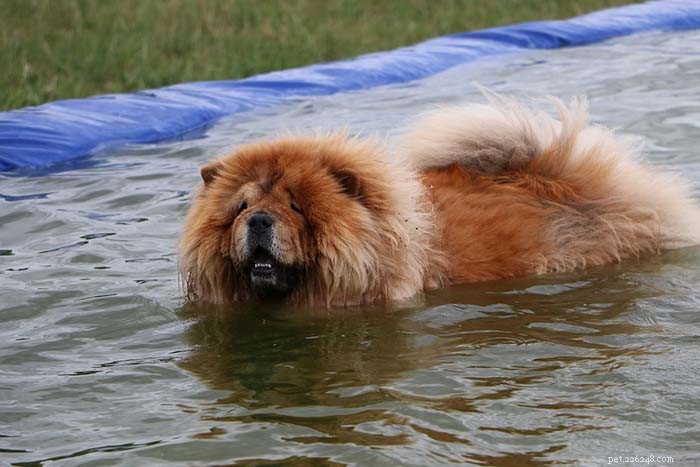 20 Dog Breeds Least Comfortable in Water: Why They Struggle