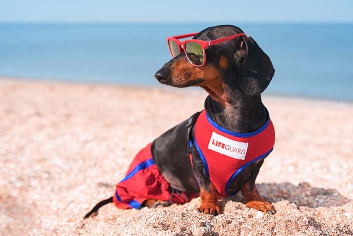 20 Dog Breeds Least Comfortable in Water: Why They Struggle