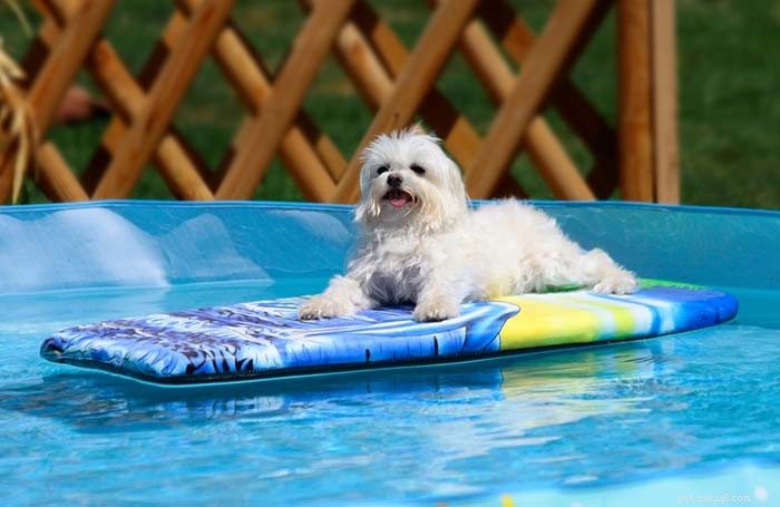 20 Dog Breeds Least Comfortable in Water: Why They Struggle
