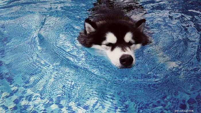 20 Dog Breeds Least Comfortable in Water: Why They Struggle