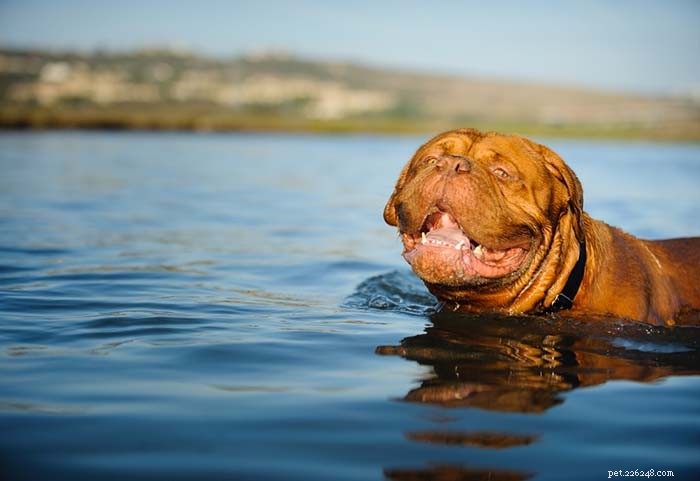 20 Dog Breeds Least Comfortable in Water: Why They Struggle